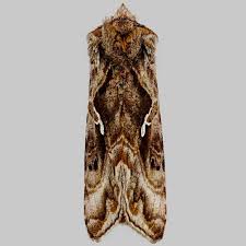 Attēlu rezultāti vaicājumam “Autographa pulchrina”