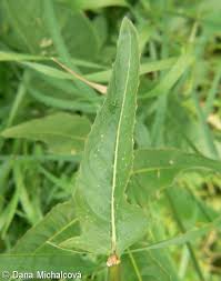 Attēlu rezultāti vaicājumam “Bunias orientalis”