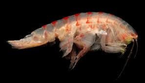 Attēlu rezultāti vaicājumam “Amphipoda”