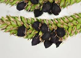 Attēlu rezultāti vaicājumam “Anthracoidea”