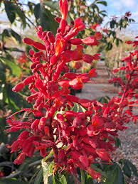 Attēlu rezultāti vaicājumam “Aesculus x hybrida flower”
