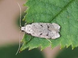 Attēlu rezultāti vaicājumam “Gelechia rhombella”