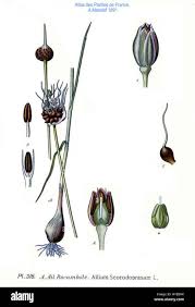Attēlu rezultāti vaicājumam “Allium scorodoprasum leaf”
