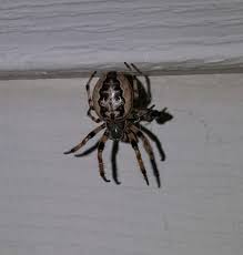 Attēlu rezultāti vaicājumam “Larinioides cornutus”