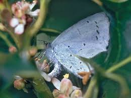 Attēlu rezultāti vaicājumam “Celastrina argiolus underside”