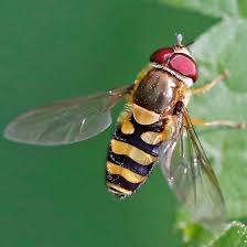 Attēlu rezultāti vaicājumam “Syrphus sp. imago”