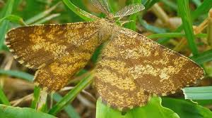 Attēlu rezultāti vaicājumam “Ematurga atomaria male”