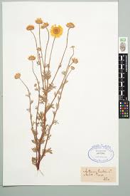 Attēlu rezultāti vaicājumam “Anthemis tinctoria leaf”