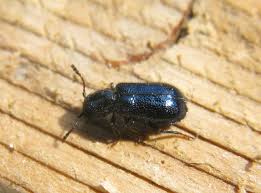 Attēlu rezultāti vaicājumam “Korynetes caeruleus”