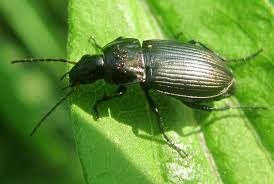 Attēlu rezultāti vaicājumam “Poecilus versicolor”