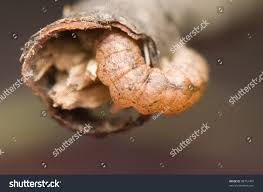 Attēlu rezultāti vaicājumam “Polia nebulosa”