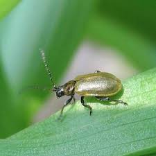 Attēlu rezultāti vaicājumam “Lochmaea caprea”