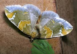 Attēlu rezultāti vaicājumam “Eulithis pyraliata”