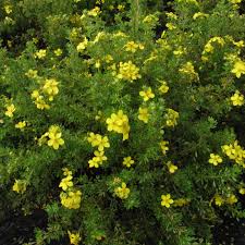 Attēlu rezultāti vaicājumam “Potentilla”