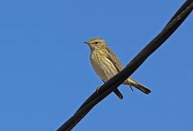 Image result for Dendroica tigrina