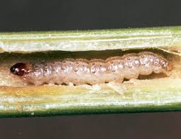 Attēlu rezultāti vaicājumam “Euura brevicornis larva”