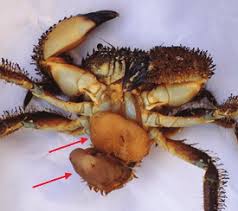 Image result for Eriphia verrucosa