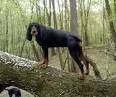 Black and Tan Coonhound Breed