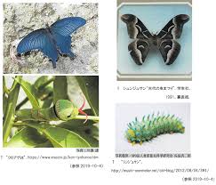 「憚木蝶左」の画像検索結果