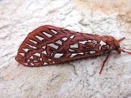 Attēlu rezultāti vaicājumam “Hepialidae”