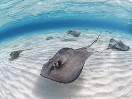 Image result for Hypanus americanus