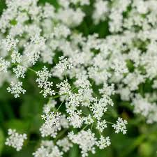 Attēlu rezultāti vaicājumam “Cicuta virosa”