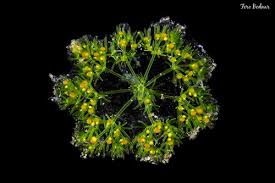 Attēlu rezultāti vaicājumam “Chara hispida”