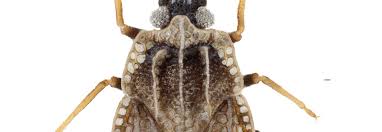 Attēlu rezultāti vaicājumam “Blepharidopterus angulatus imago”