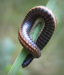 Attēlu rezultāti vaicājumam “Ommatoiulus sabulosus”