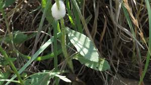 Image result for Gaillardia amblyodon