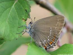 Attēlu rezultāti vaicājumam “Satyrium ilicis”