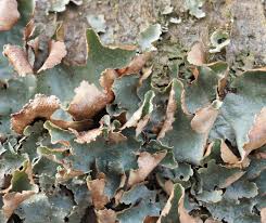 Attēlu rezultāti vaicājumam “Platismatia glauca”