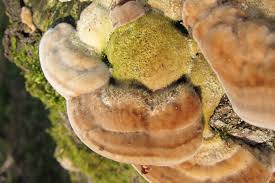 Attēlu rezultāti vaicājumam “Trametes hirsuta”