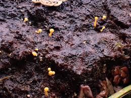 Attēlu rezultāti vaicājumam “Mollisia amenticola”