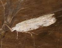 Attēlu rezultāti vaicājumam “Carpatolechia alburnella”