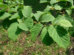 Attēlu rezultāti vaicājumam “Hamamelis japonica leaf”
