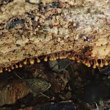 Attēlu rezultāti vaicājumam “Hemitrichia calyculata young”