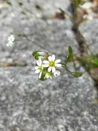 Attēlu rezultāti vaicājumam “Erophila verna fruit”