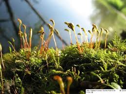 Attēlu rezultāti vaicājumam “Leskea polycarpa”