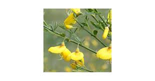 Attēlu rezultāti vaicājumam “Cytisus scoparius flower”