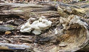 Attēlu rezultāti vaicājumam “Postia tephroleucus”