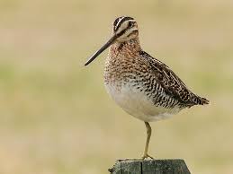 Image result for Gallinago delicata