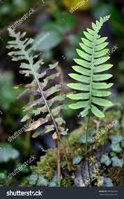Attēlu rezultāti vaicājumam “Polypodium vulgare”