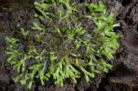 Attēlu rezultāti vaicājumam “Riccia bifurca”