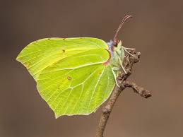 Attēlu rezultāti vaicājumam “Gonepteryx rhamni male”