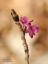 Attēlu rezultāti vaicājumam “Daphne mezereum leaf”
