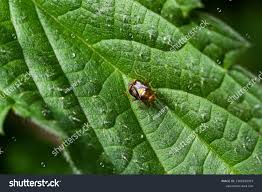 Attēlu rezultāti vaicājumam “Deraeocoris ruber imago”