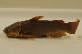 Image result for Ameiurus melas