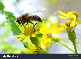 Attēlu rezultāti vaicājumam “Eristalis sp.”