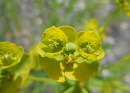 Attēlu rezultāti vaicājumam “Euphorbia virgata leaf”